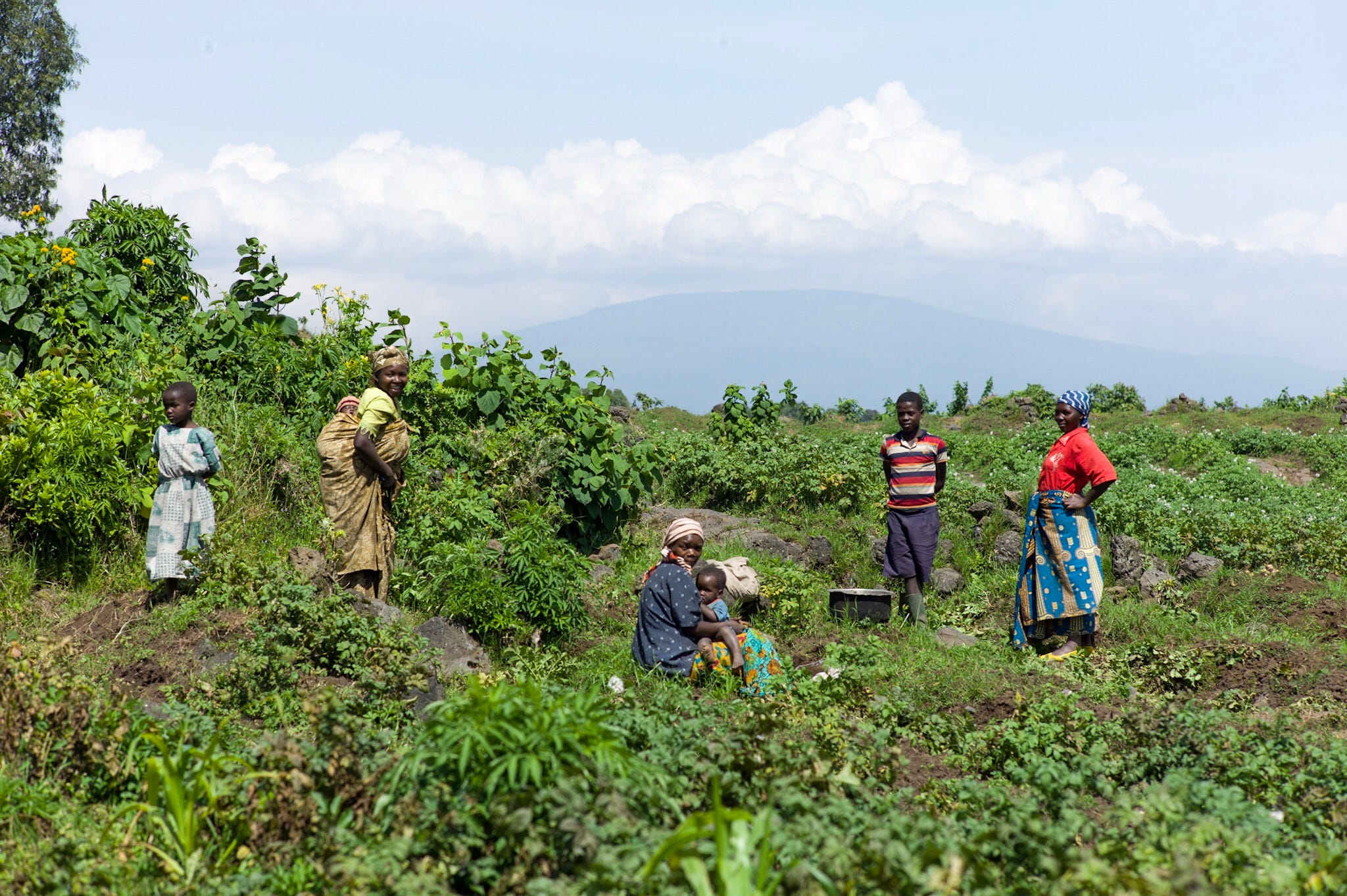 Farmland north from Goma