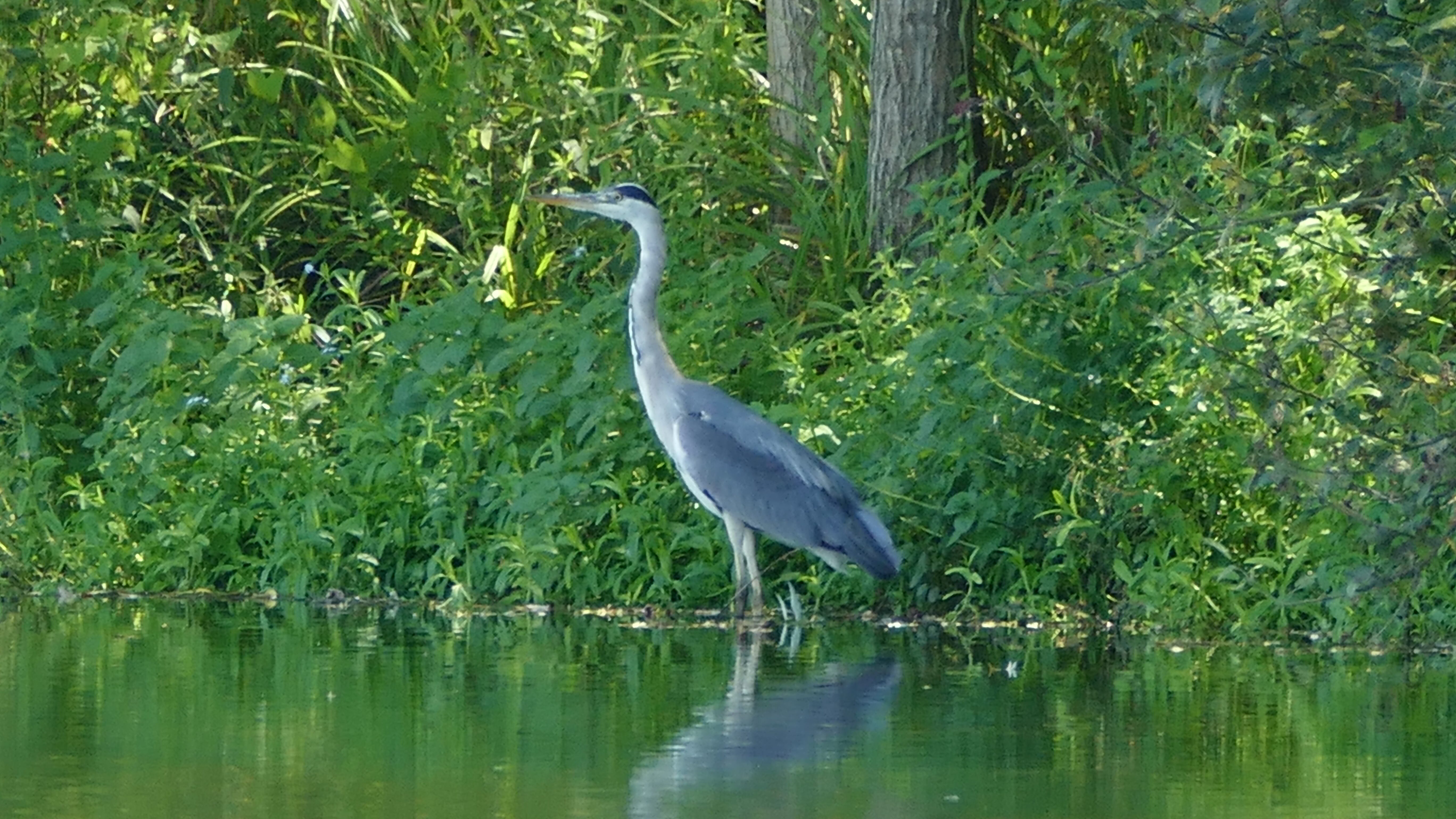 Le héron 