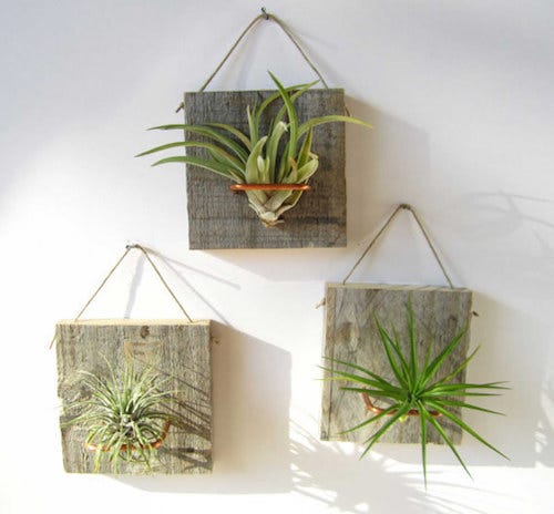 Air Plants