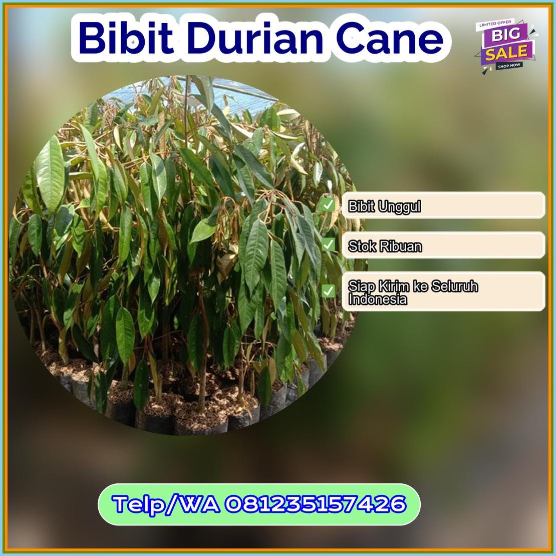 Jual Bibit Durian Cane Tegal