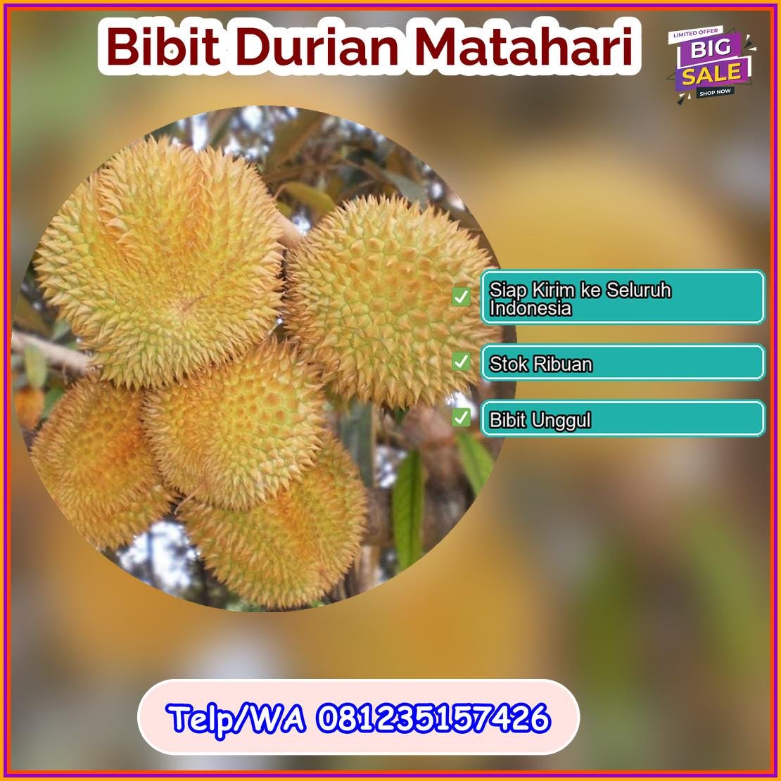 Grosir Bibit Durian Matahari Klaten