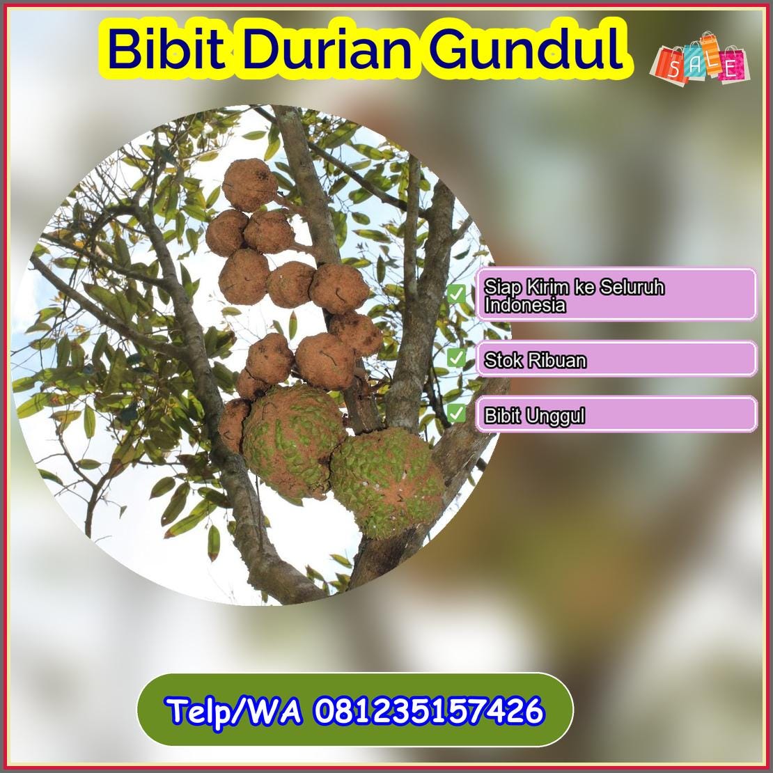 Pusat Pembibitan Bibit Durian Gundul Poso