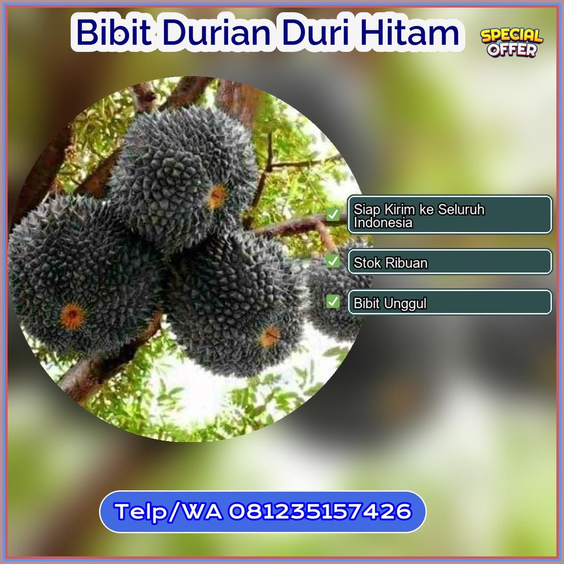 Pusat Pembibitan Bibit Durian Duri Hitam Lumajang