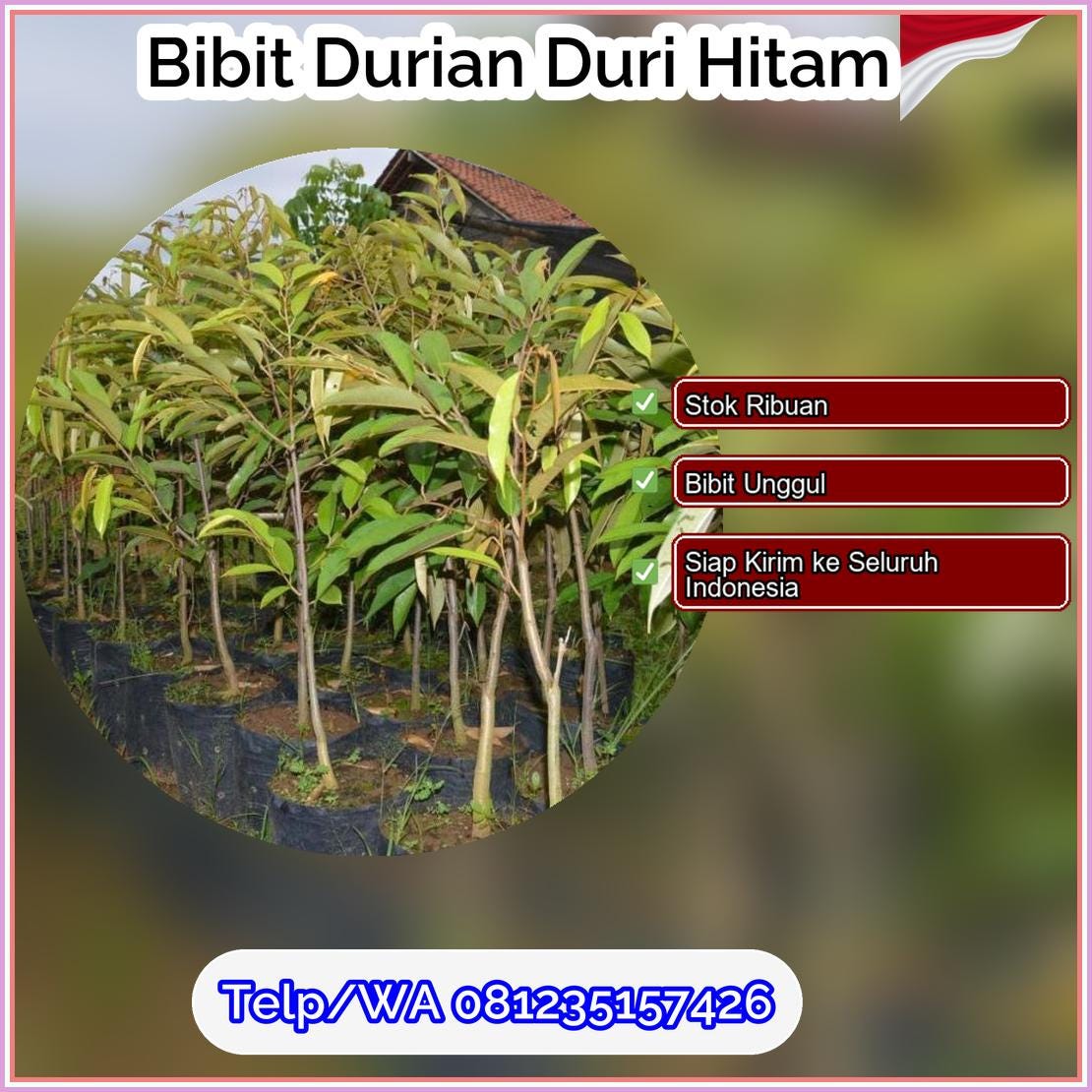 Jual Bibit Durian Duri Hitam Tasikmalaya