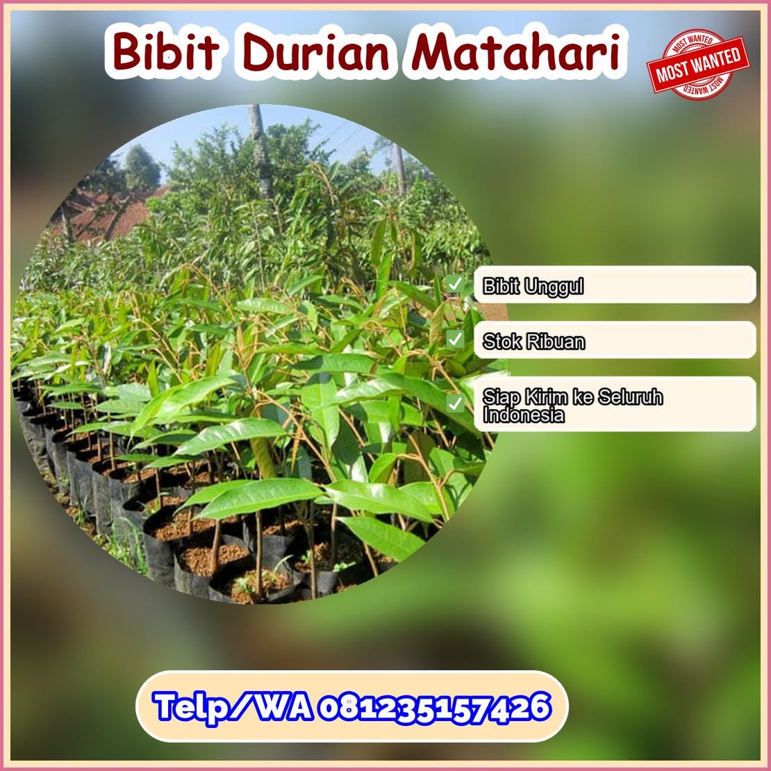 Grosir Bibit Durian Matahari Seluma