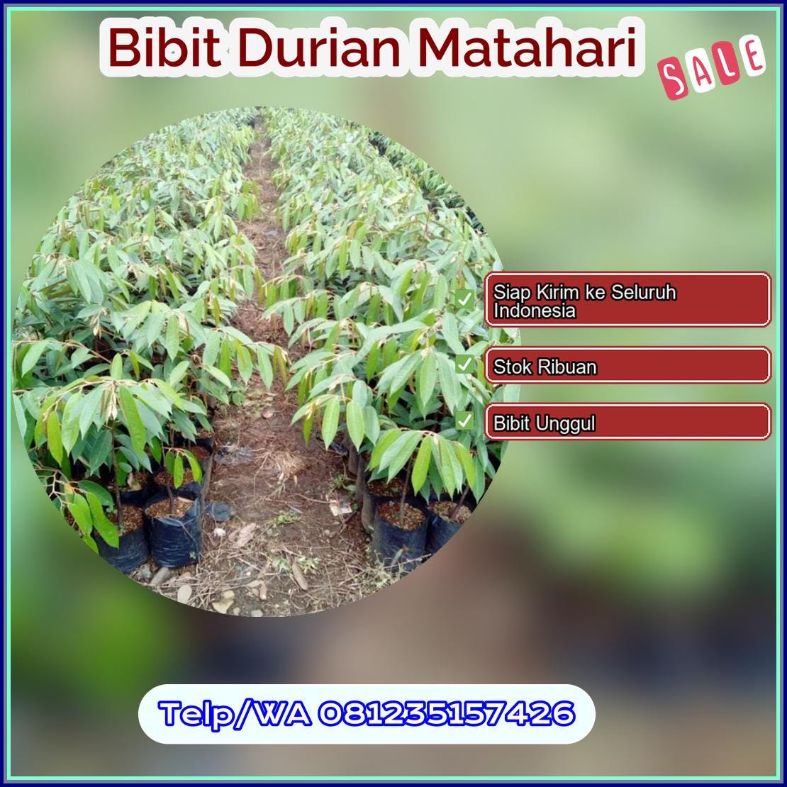 Grosir Bibit Durian Matahari Purworejo