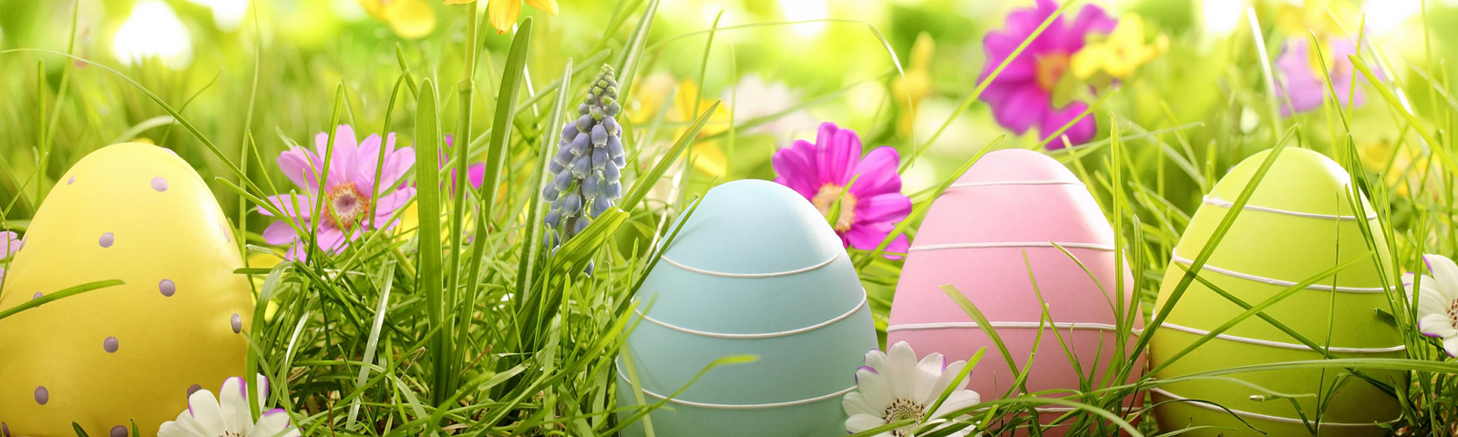 Cuidar flores de pascua