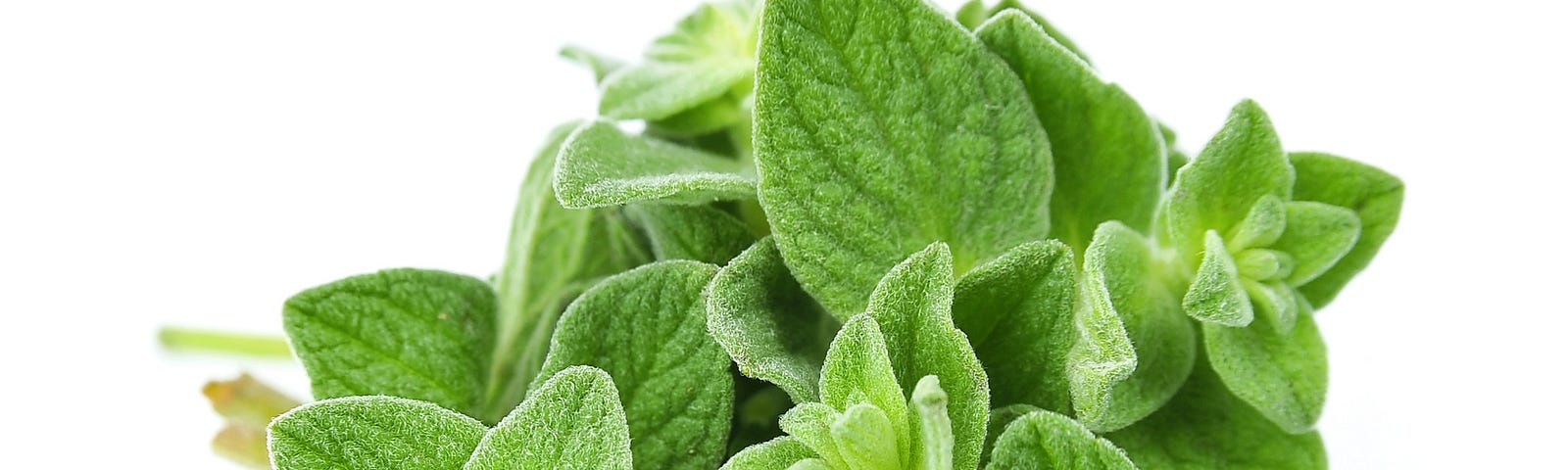 Laurel canela oregano para que sirve