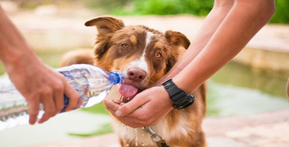 Golpe de calor perros que hacer