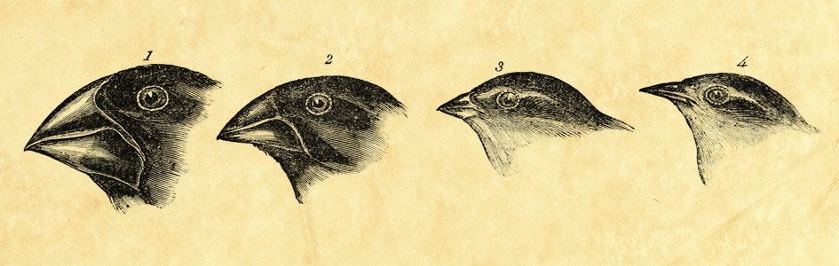 Дарвиновы вьюрки. Галапагосские вьюрки клювы. Форма клюва у вьюрков. Галапагосские вьюрки клювы. Галапагосские вьюрки клювы.