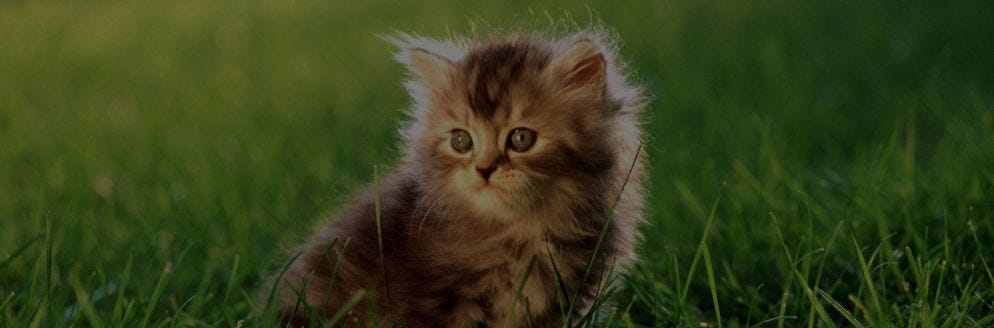 Котенок В Траве Фото