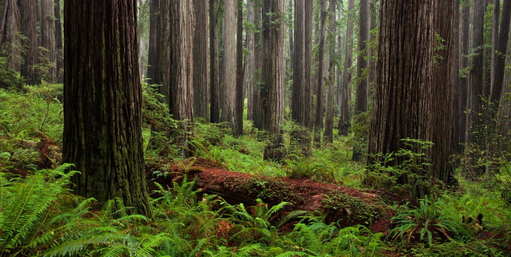 Large forest