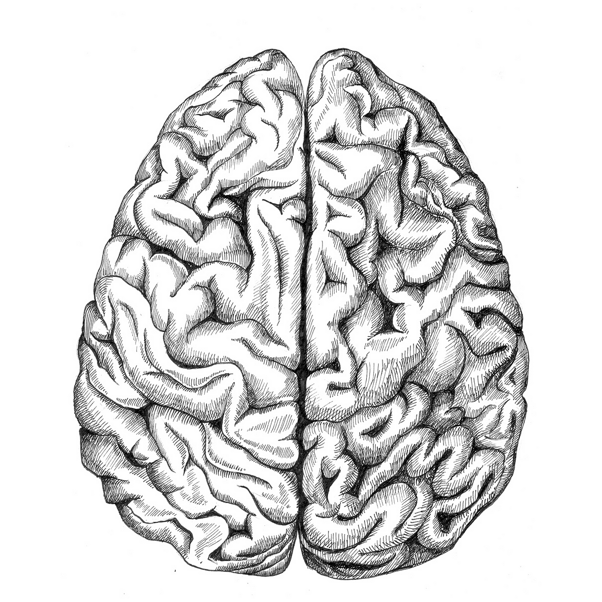 Извилины брюс. Мозг рисунок. Мозг карандашом. Мозг картинка.