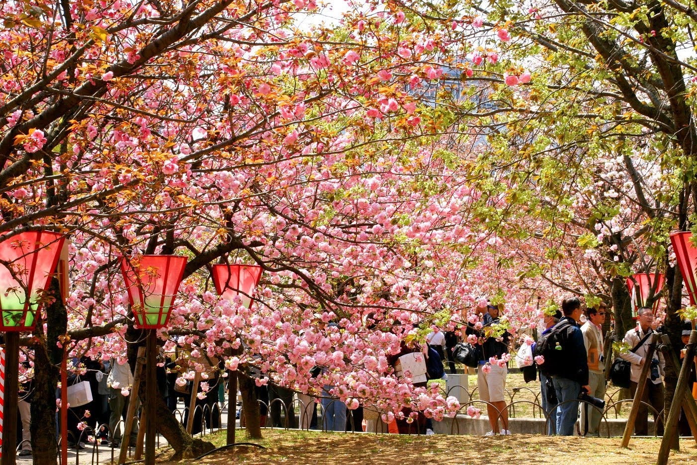 がいせん 桜 通り