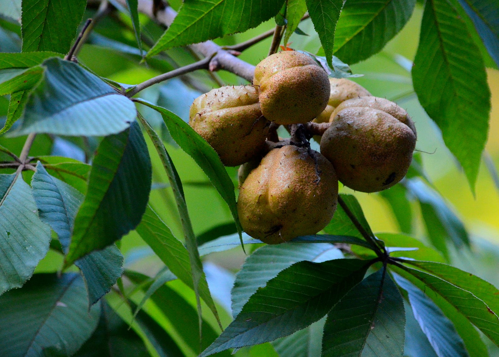 Бомбейский орех дерево