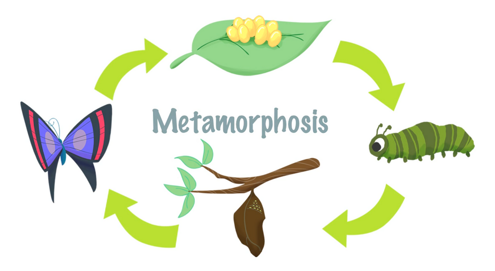 Метаморфоза это. Метаморфоз. Метаморфоз это в биологии. Метаморфоза или метаморфоз. Метаморфоза это в биологии.