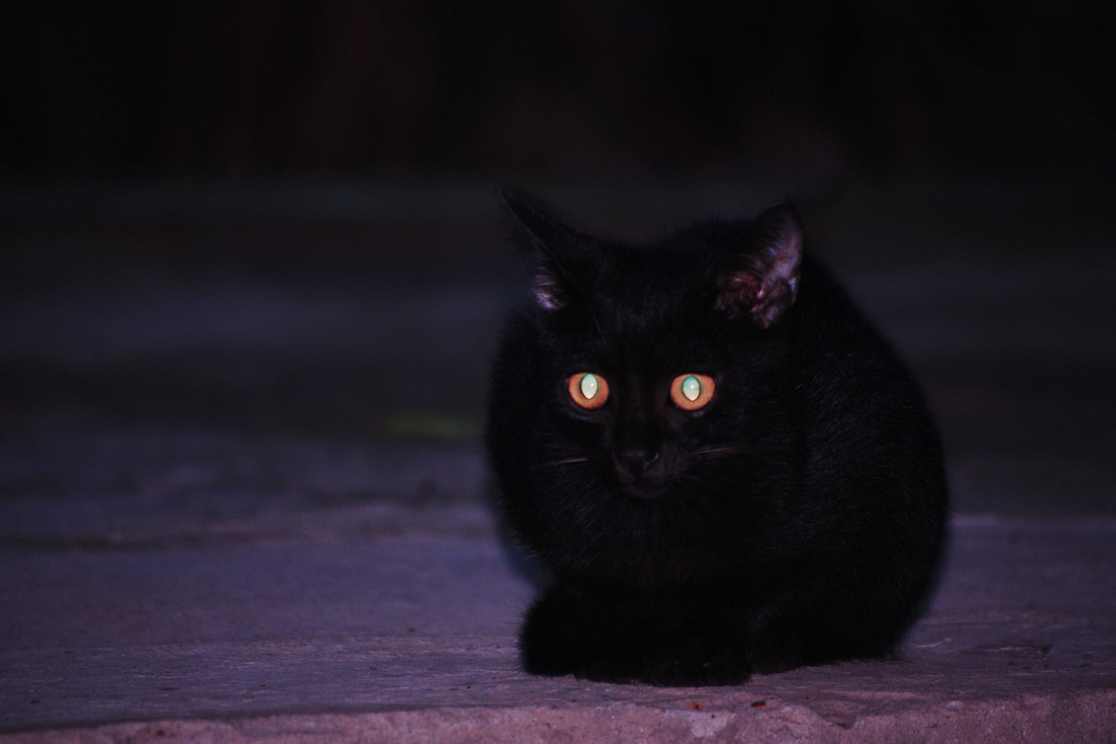 Night eye. Глаза кошки в темноте. Кошка в темноте. Глаза кошки ночью. Кошачьи глаза в темноте.