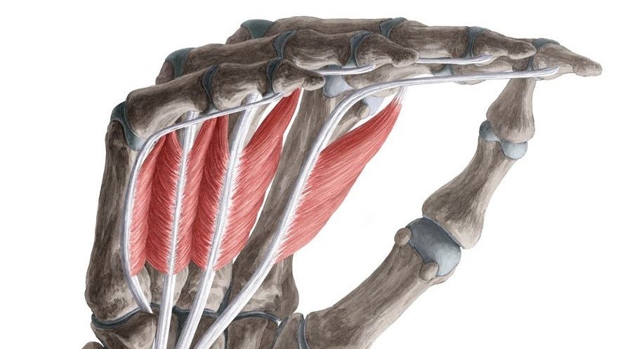 Сухожилия ткань. Локтевой сгибатель кисти. Сухожилие локтевого сгибателя запястья. Сгибатель большой фасции. Флексоры мышцы.