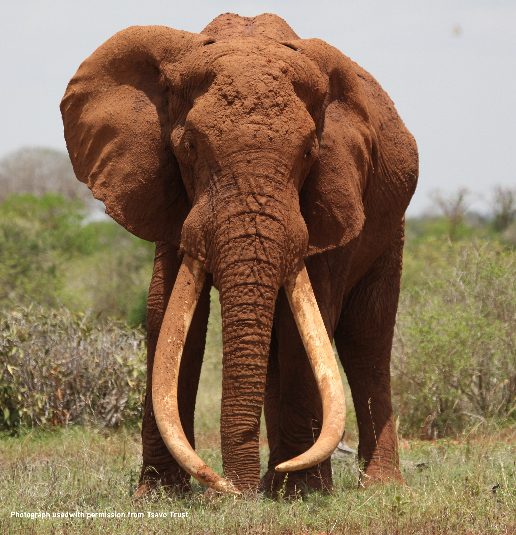 Самый тяжелый слон. Слоны. Африканский слон. Крупные животные Африки. Гигантский слон.