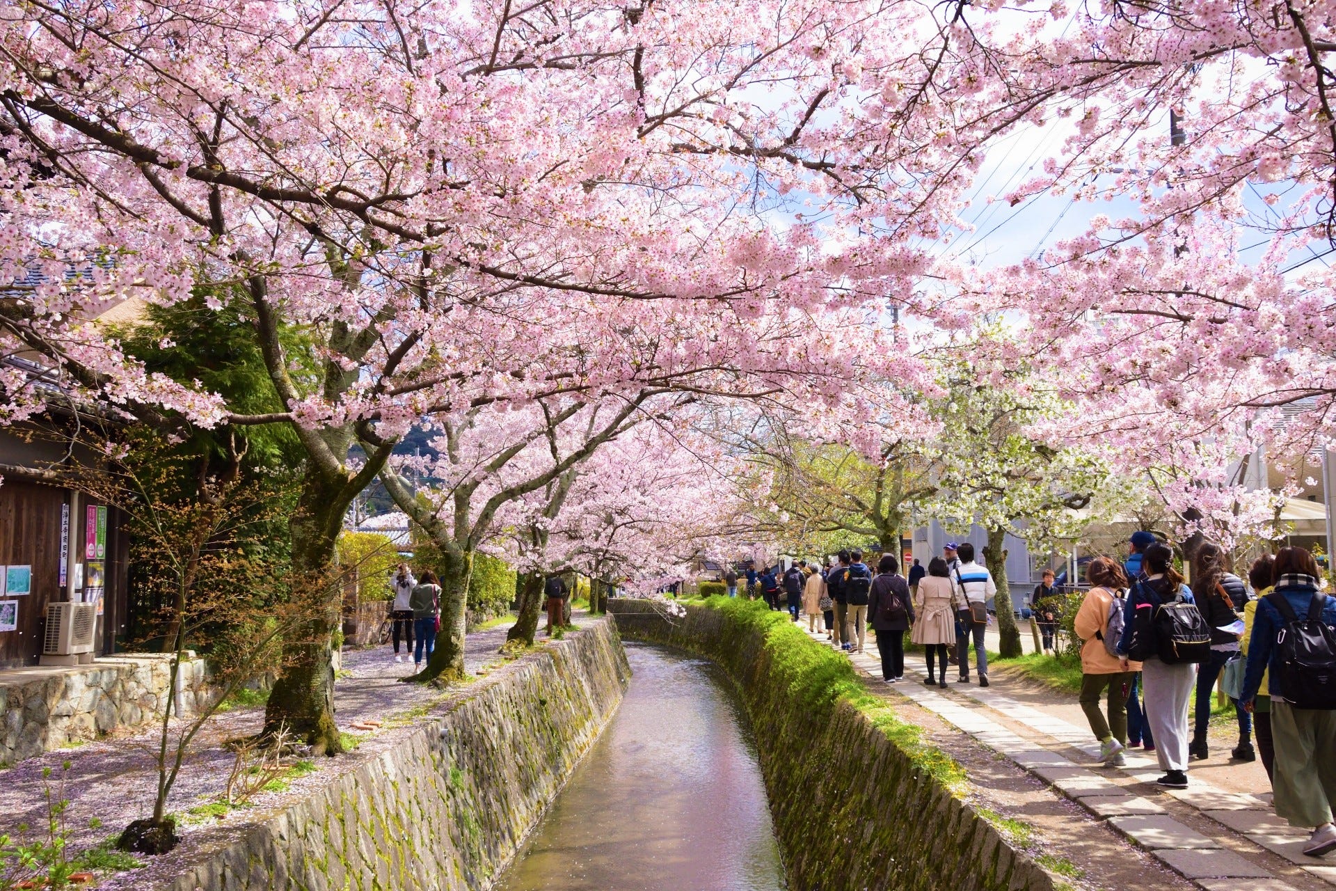 Япония сакура. Киото философская тропа Сакура. Киото цветение Сакуры. Цветение Сакуры в Японии сады. Япония сады в Киото Сакура.