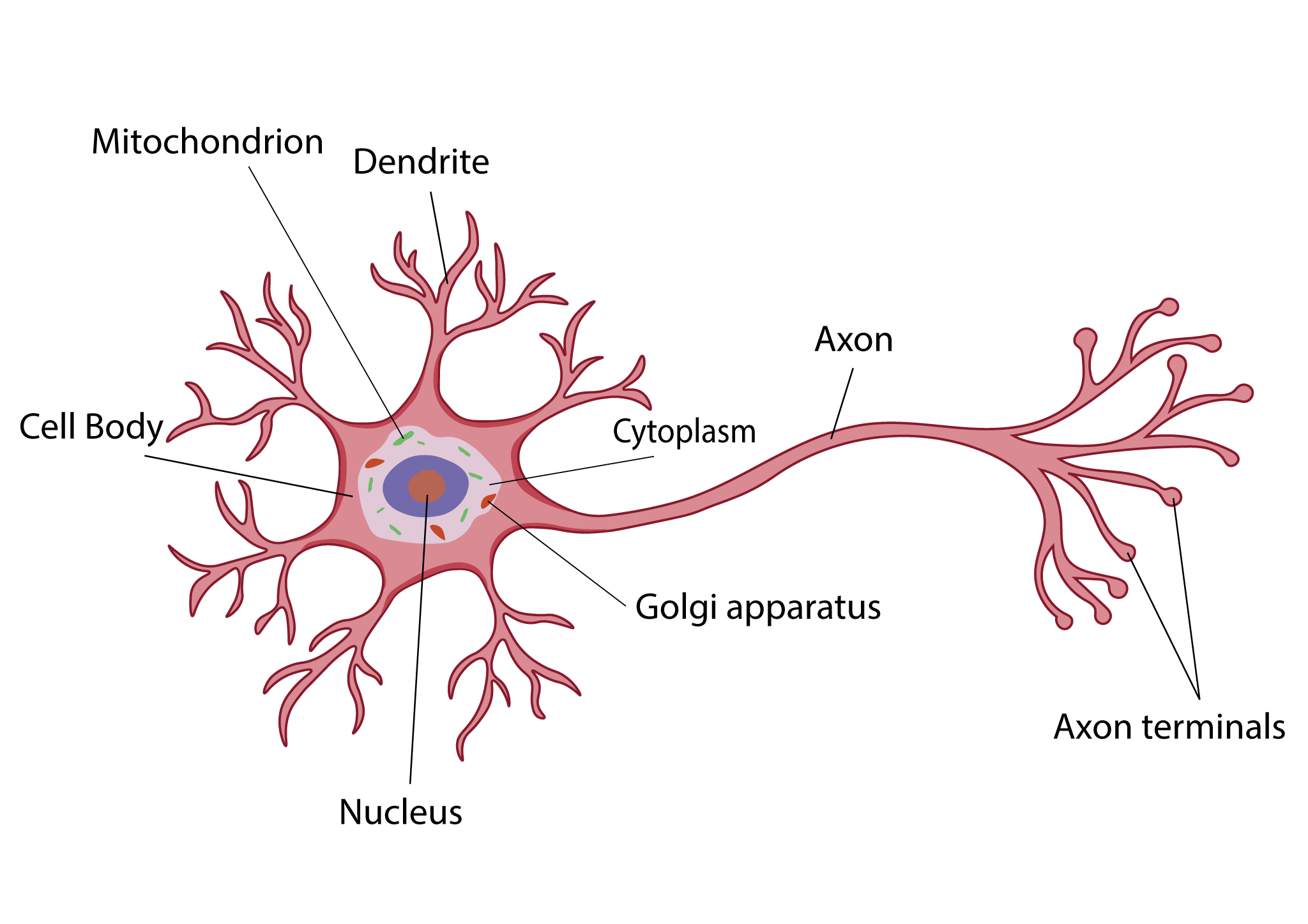 Cómo funcionan las redes neuronales