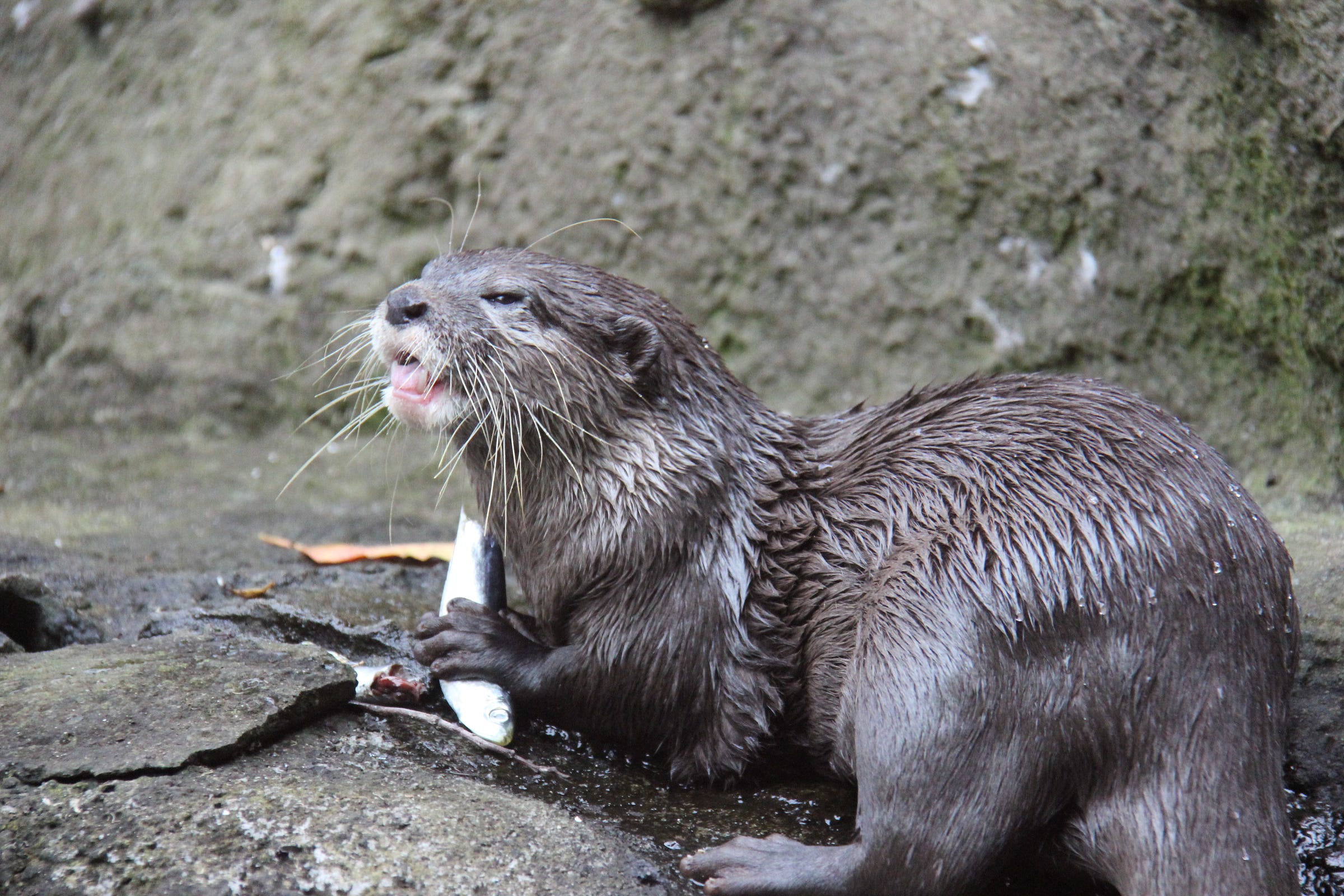 Colby Otter