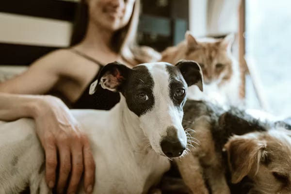 What is Bioavailability? How Bioavailable Pet Food Changes Everything for Your Pet’s Health