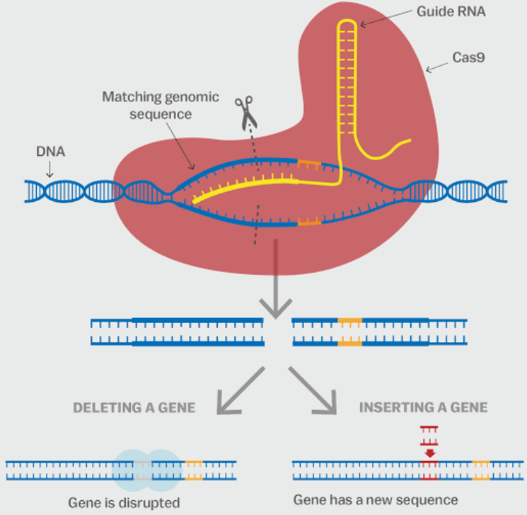 Engineering Antibiotic Resistance in E. coli Using CRISPR-Cas9