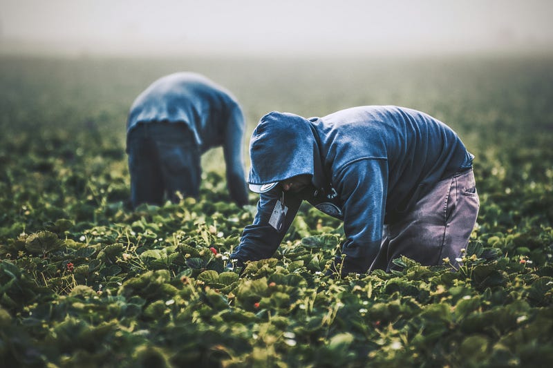 Agricultural Automation Is Leaving Small-Scale Farmers Behind