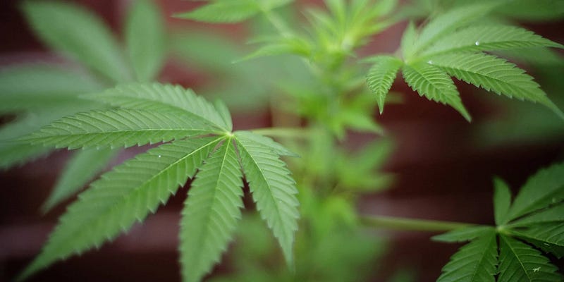 Medical Marijuana Myths: What People Get Wrong and What’s Actually True