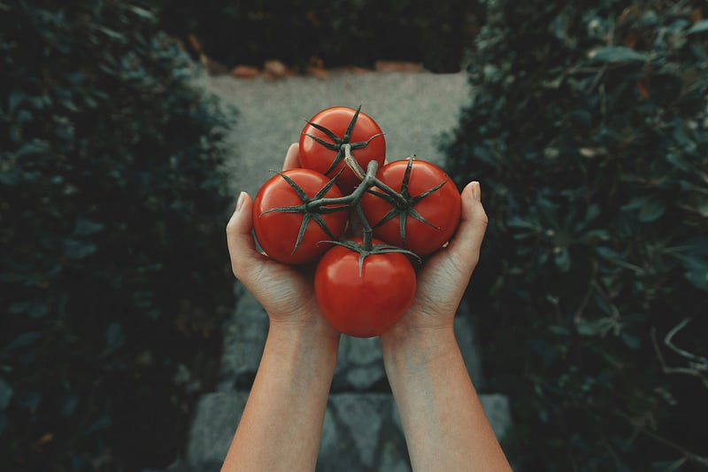 When Tomatoes Become the Hero of the Meal