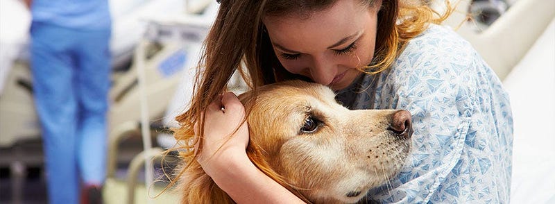 We built a $180 billion pet industry and still apologize for loving them