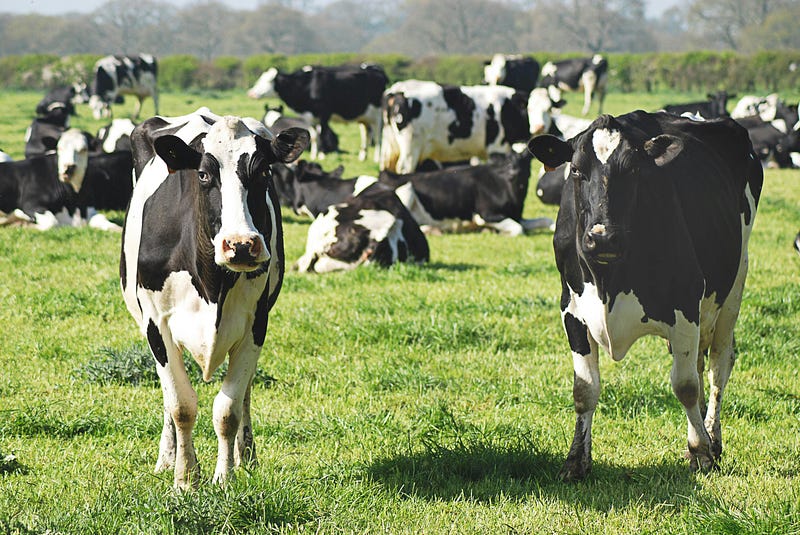 How To Start Livestock Farming In Nigeria