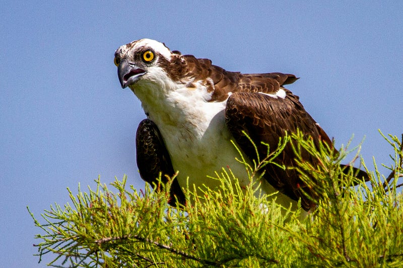 In Japan, the Strongest People Hide Their Claws