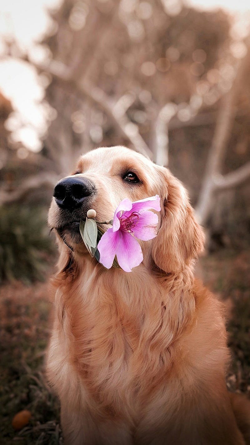 One Question That Changed the Way I Care for Dogs