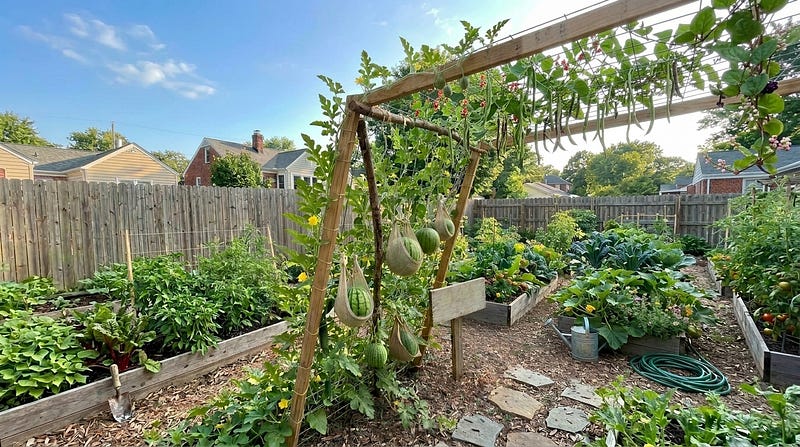 The Simple Trellis Gardening Trick That Makes Small Gardens Produce So Much More