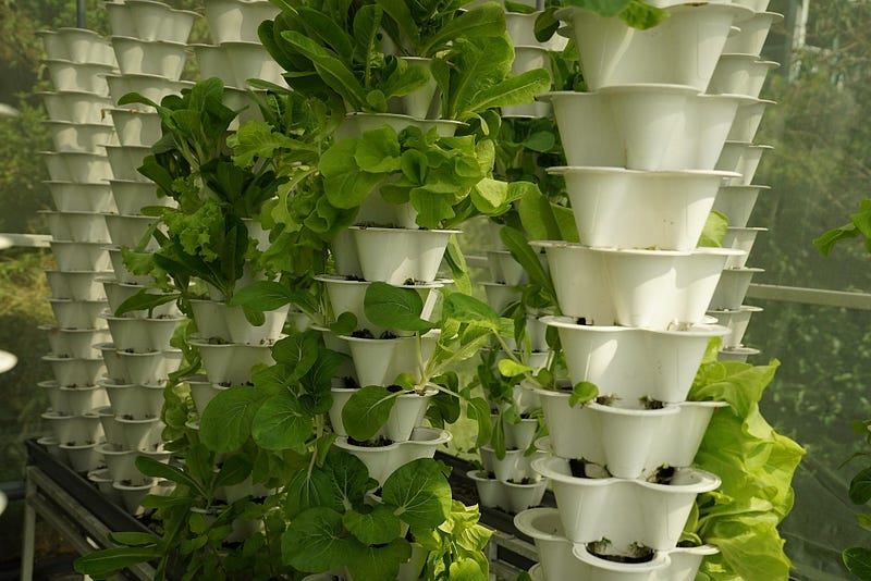 Growing Up, Not Out: How Vertical and Urban Farming Are Revolutionizing City Food Production
