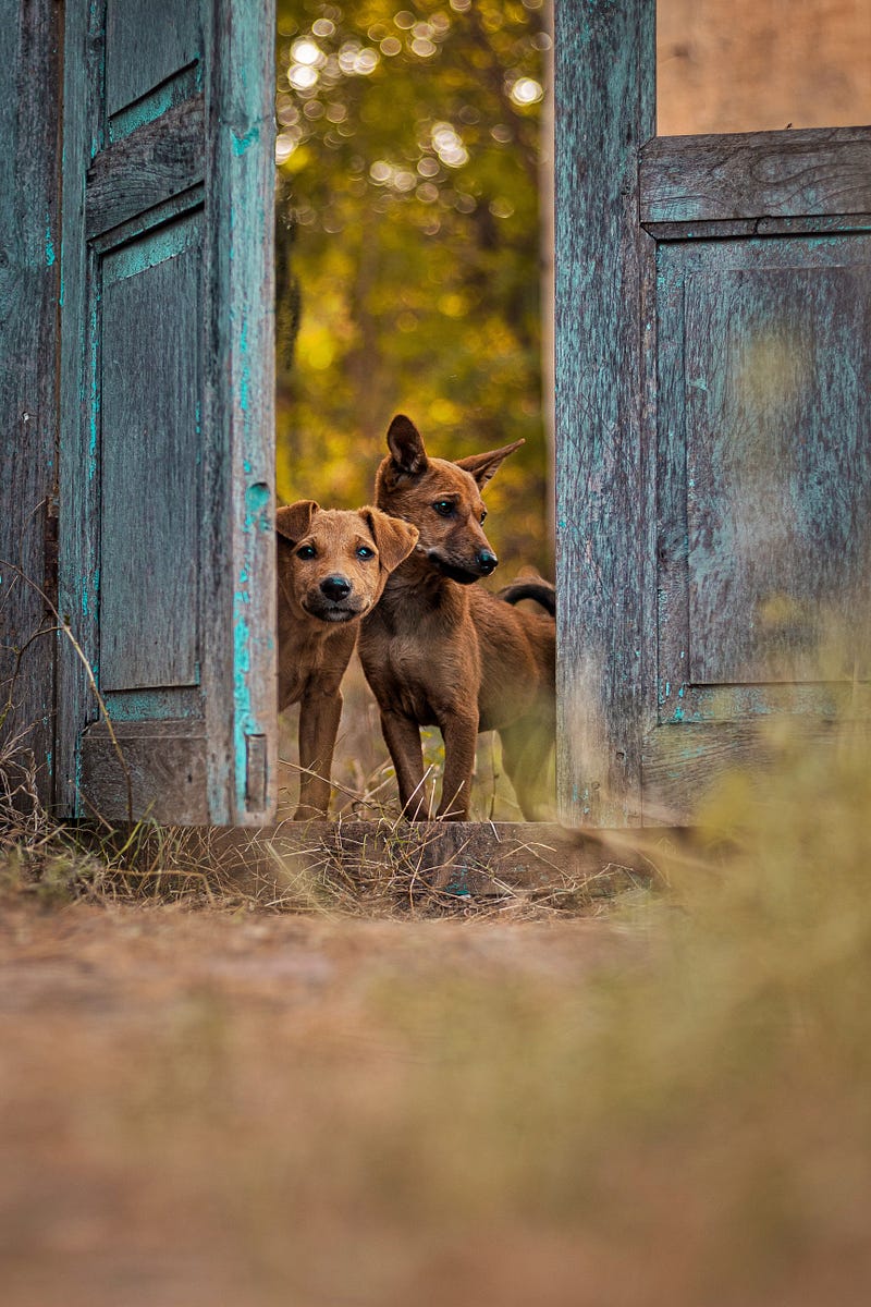 The Complete Pet Vaccination Schedule for India (2026): Dogs By Age