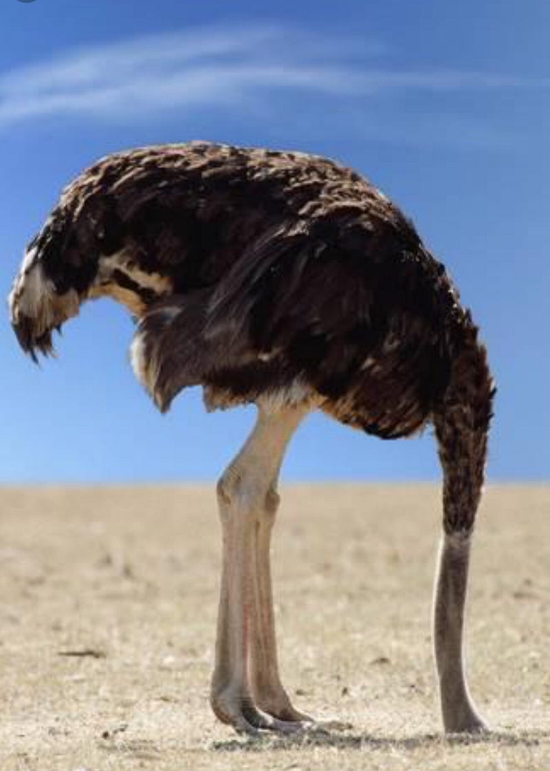 Страус голова в песок почему. Африканский страус. РАУС. Страус голову в песок. Страус нооова в песок.
