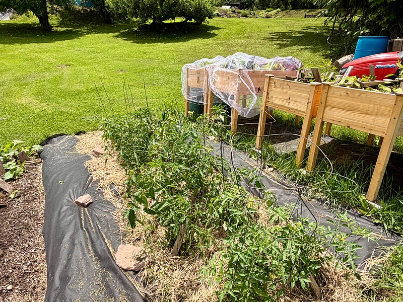 As Summer Begins, My Garden is Thriving (Podcast Included)