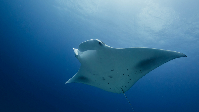 7 Marine Experiences That Show Why Indonesia Is One of the World’s Greatest Ocean Destinations