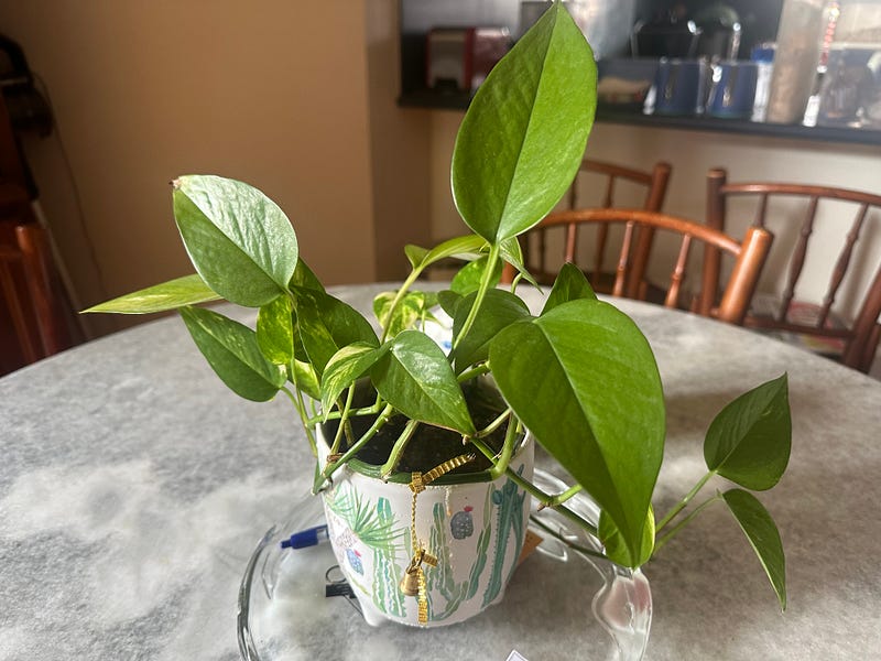 Your Indoor Plants Aren’t Cleaning the Air