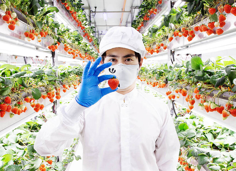 Can AI Resurrect Vertical Farming’s Failed Business Model?