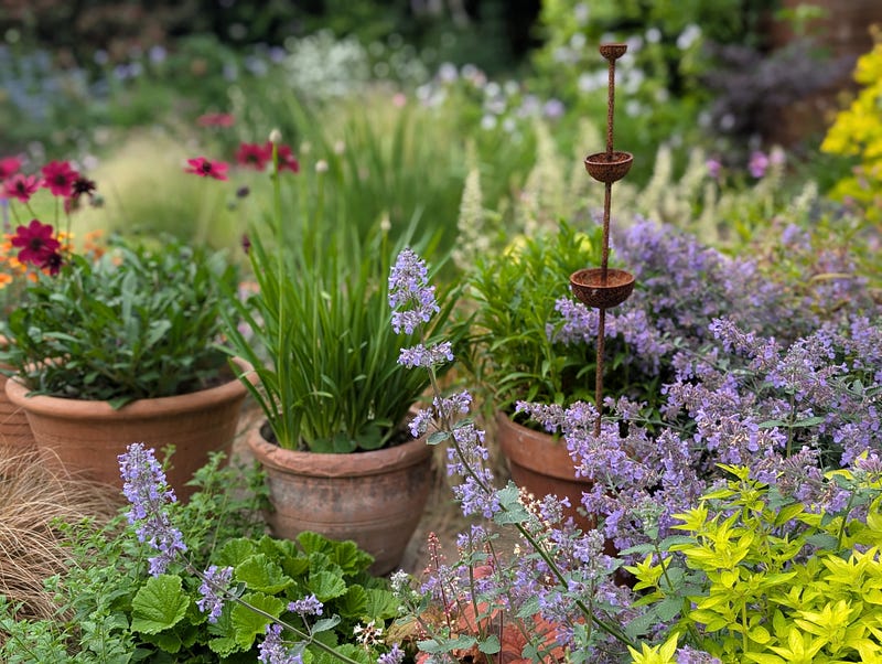 My little garden 20th June 2026
