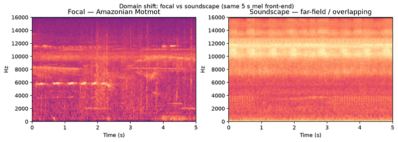 A Beginner’s Guide to Bioacoustics: How Computer Vision Helps Identify Wildlife by Sound