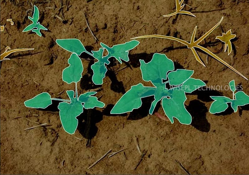 Improving Agricultural AI with Accurate Crops & Weeds Annotation