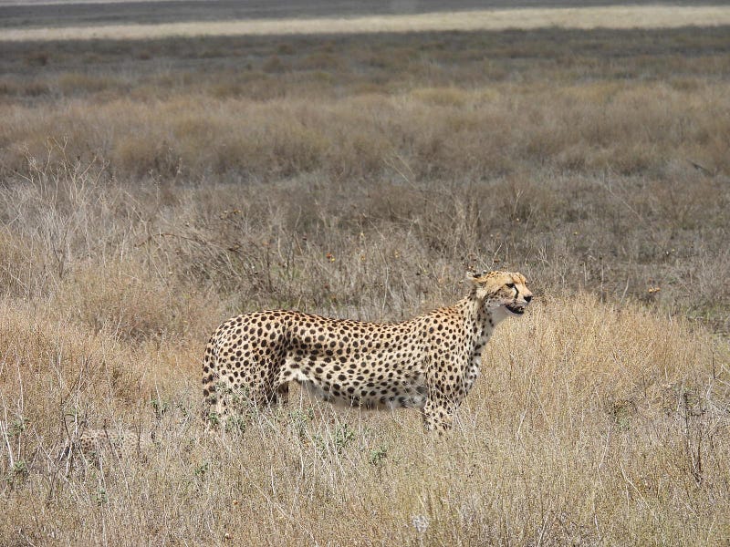 7-Day Tanzania Safari and Zanzibar Itinerary: The Ultimate Bush-to-Beach Adventure