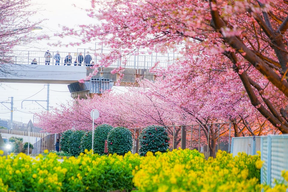 Cherry blossom festival in Miura Kaigan